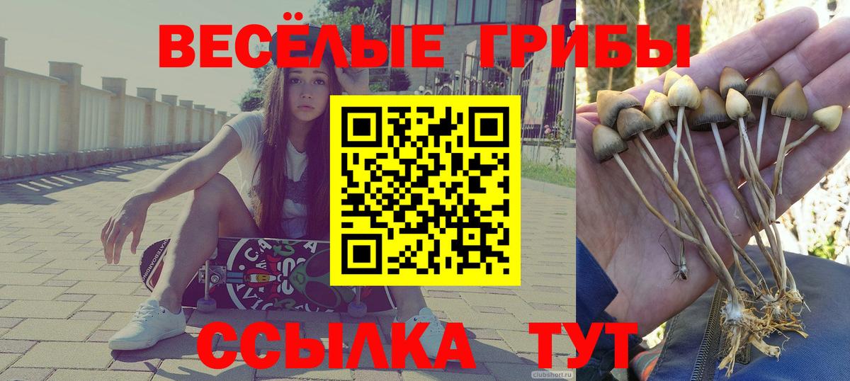 Псилоцибиновые грибы Psilocybine cubensis Королёв